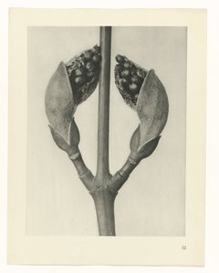 Studio di piante (serie Urformen der Kunst)
