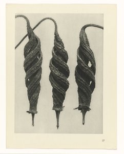Studio di piante (serie Urformen der Kunst) da Karl Blossfeldt