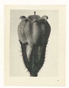 Studio di piante (serie Urformen der Kunst) da Karl Blossfeldt