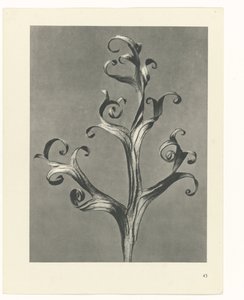 Studio di piante (serie Urformen der Kunst) da Karl Blossfeldt