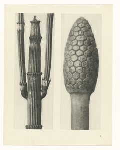 Studio di piante (serie Urformen der Kunst) da Karl Blossfeldt