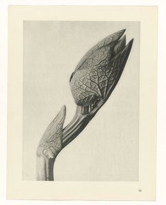 Studio di piante (serie Urformen der Kunst) da Karl Blossfeldt
