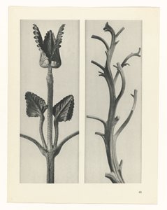 Studio di piante (serie Urformen der Kunst) da Karl Blossfeldt