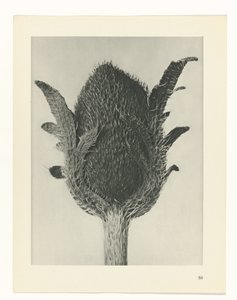 Studio di piante (serie Urformen der Kunst) da Karl Blossfeldt