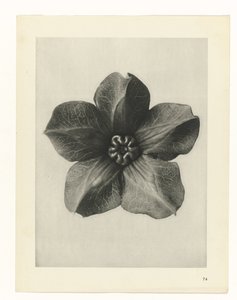 Studio di piante (serie Urformen der Kunst) da Karl Blossfeldt