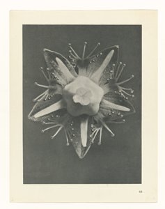 Studio di piante (serie Urformen der Kunst) da Karl Blossfeldt