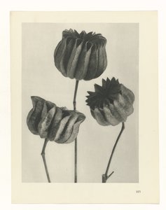 Studio di piante (serie Urformen der Kunst)
