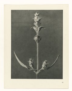 Studio di piante (serie Urformen der Kunst) da Karl Blossfeldt