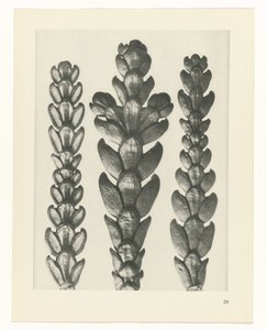 Studio di piante (serie Urformen der Kunst) da Karl Blossfeldt