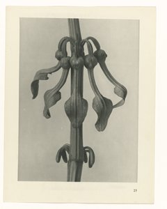 Studio di piante (serie Urformen der Kunst) da Karl Blossfeldt