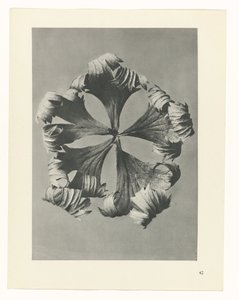 Studio di piante (serie Urformen der Kunst) da Karl Blossfeldt