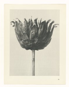 Studio di piante (serie Urformen der Kunst) da Karl Blossfeldt