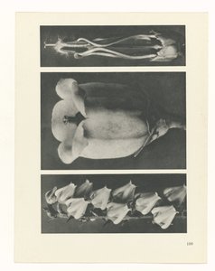 Studio di piante (serie Urformen der Kunst) da Karl Blossfeldt