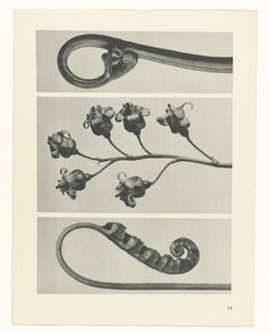 Studio di piante (serie Urformen der Kunst) da Karl Blossfeldt