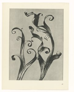 Studio di piante (serie Urformen der Kunst) da Karl Blossfeldt