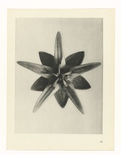 Studio di piante (serie Urformen der Kunst) da Karl Blossfeldt