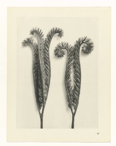 Studio di piante (serie Urformen der Kunst) da Karl Blossfeldt