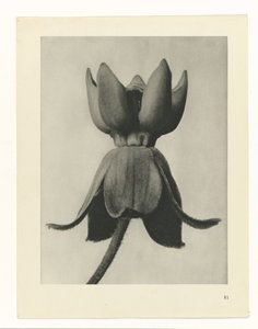 Studio di piante (serie Urformen der Kunst) da Karl Blossfeldt