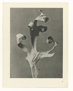Studio di piante (serie Urformen der Kunst) da Karl Blossfeldt