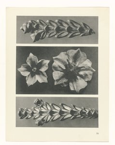 Studio di piante (serie Urformen der Kunst) da Karl Blossfeldt