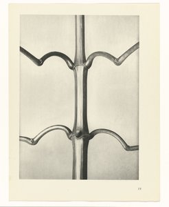 Studio di piante (serie Urformen der Kunst)