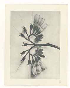 Studio di piante (serie Urformen der Kunst) da Karl Blossfeldt