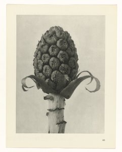 Studio di piante (serie Urformen der Kunst) da Karl Blossfeldt