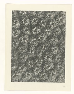 Studio di piante (serie Urformen der Kunst)