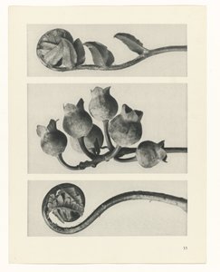 Studio di piante (serie Urformen der Kunst)