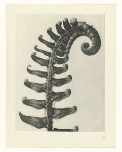 Studio di piante (serie Urformen der Kunst) da Karl Blossfeldt