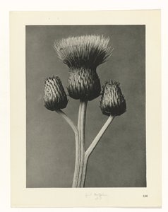 Studio di piante (serie Urformen der Kunst) da Karl Blossfeldt