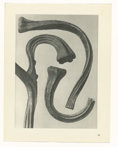 Studio di piante (serie Urformen der Kunst)