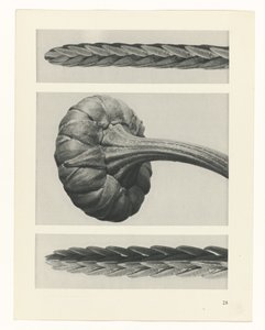 Studio di piante (serie Urformen der Kunst) da Karl Blossfeldt