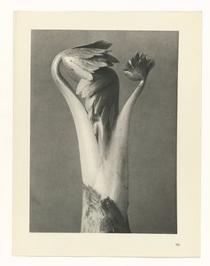 Studio di piante (serie Urformen der Kunst)