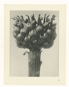 Studio di piante (serie Urformen der Kunst)