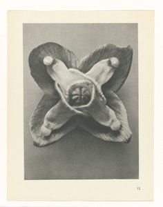 Studio di piante (serie Urformen der Kunst) da Karl Blossfeldt