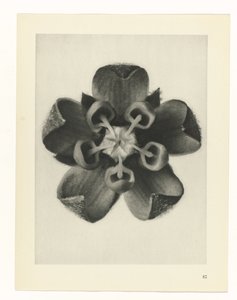Studio di piante (serie Urformen der Kunst) da Karl Blossfeldt