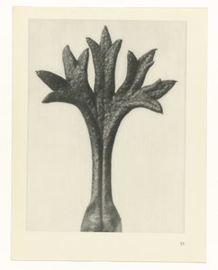 Studio di piante (serie Urformen der Kunst)