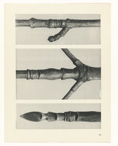 Studio di piante (serie Urformen der Kunst) da Karl Blossfeldt