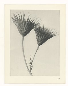 Studio di piante (serie Urformen der Kunst)