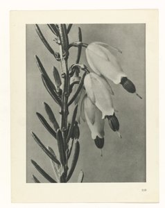 Studio di piante, Urformen der Kunst (titolo della serie) da Karl Blossfeldt