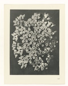 Studio di piante, Urformen der Kunst (titolo della serie) da Karl Blossfeldt