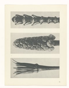 Studio di piante, Urformen der Kunst (titolo della serie) da Karl Blossfeldt