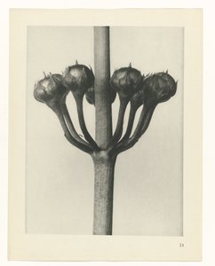 Studio di piante, Urformen der Kunst (titolo della serie)