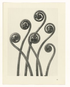 Studio di piante, Urformen der Kunst (titolo della serie)