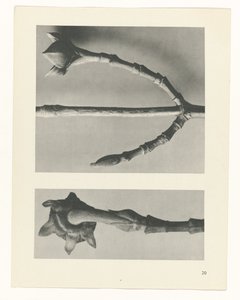 Studio di piante, Urformen der Kunst (titolo della serie) da Karl Blossfeldt