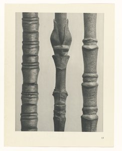 Studio di piante, Urformen der Kunst (titolo della serie)