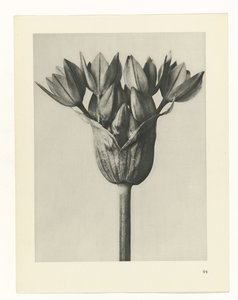 Studio di piante, Urformen der Kunst (titolo della serie)
