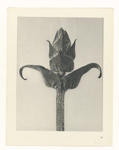 Studio di piante, Urformen der Kunst (titolo della serie) da Karl Blossfeldt