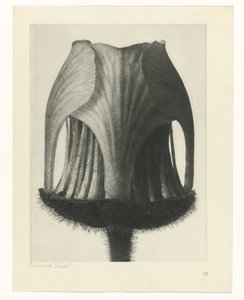 Studio di piante, Urformen der Kunst (titolo della serie) da Karl Blossfeldt